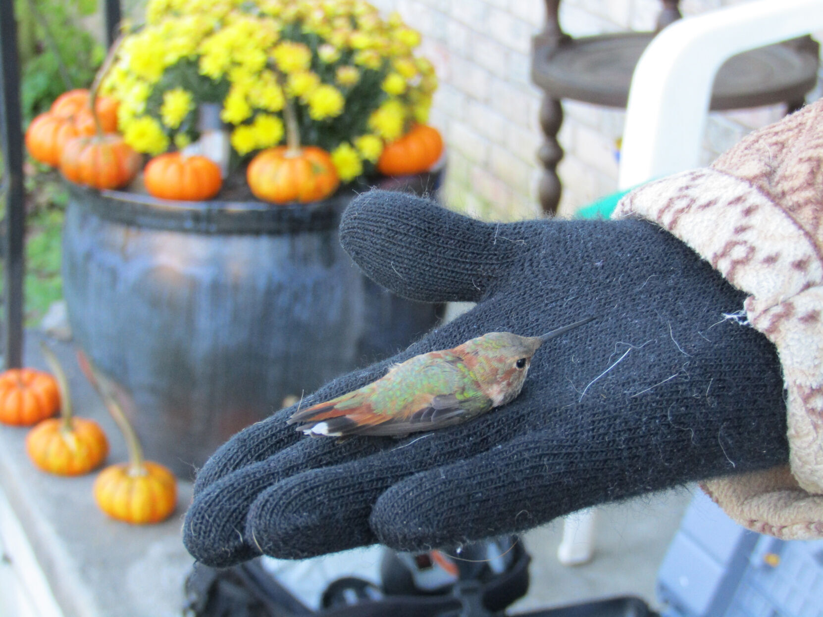 Hummer In Hand.JPG